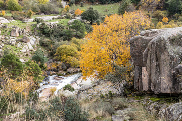 Autumn colors in the leaves of the trees in La Pedriza, in the Regional Park of the Manzanares of Madrid