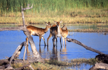 Lechwe (Kobus leche), Moremi Wildlife Reserve, Ngamiland, Botswana, Africa