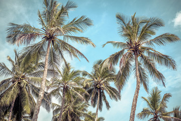Fototapeta na wymiar Coconut palms of a tropical beach on the blue sky background