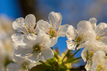 Obraz premium Kirschbaumblüte