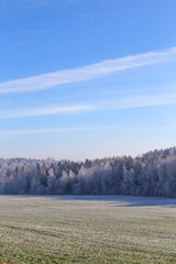 First frost in the forest. Belarusian landscape. Beginning of winter.