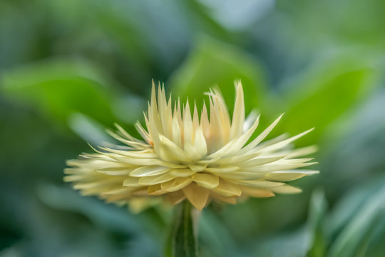 Flower, Flower display, Floral display