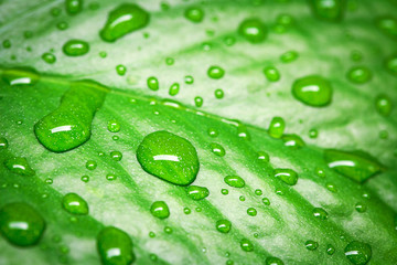 Drop of dew in morning on leaf with sun light