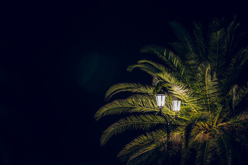 night dark atmospheric tropic landscape view with palm tree leaves in street lantern light with glares, copy space