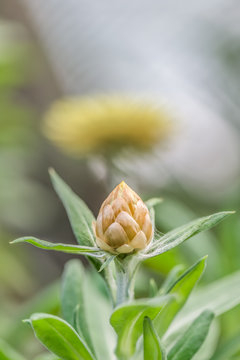 Flower, Flower display, Floral display