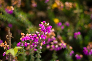 Beautiful heather landscape of Cote de Granit Rose in Bretagne, France