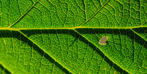 Blattmakro im Panoramaformat