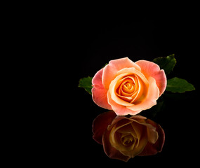 Rose Pink and Yellow. Romantic Vivid Rose Multicolored reflecting on Black background. Perfect Reflection. Copy Space