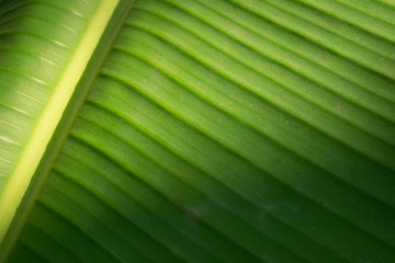 Banana leaf close up texture