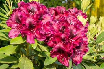 Rhododendron Hybrid Midnight Beauty, Rhododendron hybride