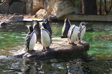 lazy penguins
