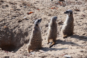 curious meerkats