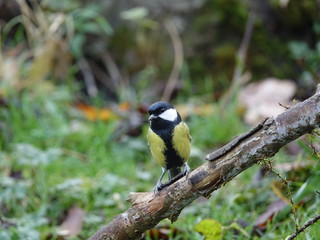 Great tit (Parus major)