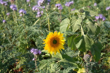 a field of sunflowers