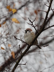 Tree sparrow (Passer montanus) perched on branch in late autumn
