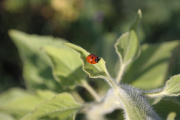 a tiny ladybug on a sunflower