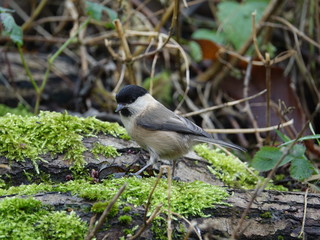 Willow tit (Poecile montanus)