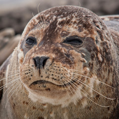 Obraz premium Common Seal on the beach of Dune - Helgoland - Germany