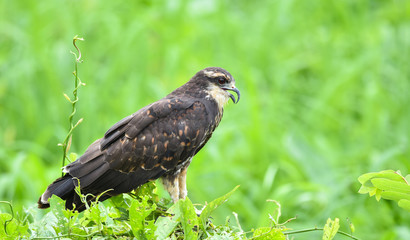 Immature common Black hawk (Buteogallus anthracinus) in Panama, bird of prey in his native habitat.