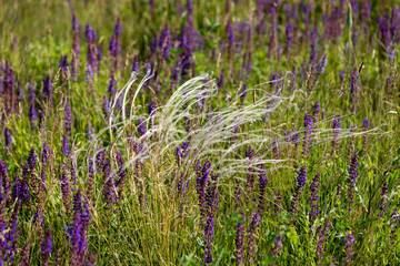 meadow grasses, flowers, fields