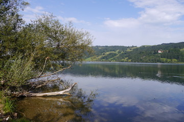 Obraz premium Ufer mit Totholz am Großen Alpsee