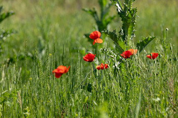 meadow grasses, flowers, fields