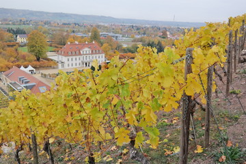 vineyard on a cloudy day