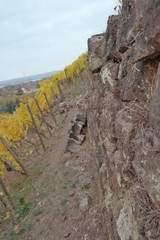 vineyard on a cloudy day