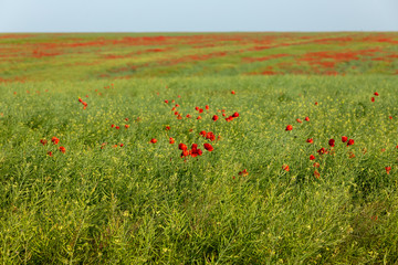 meadow grasses, flowers, fields