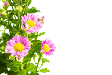 Fototapeta premium Pink flowers with green leaves bunch on white background