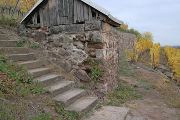 vineyard on a cloudy day