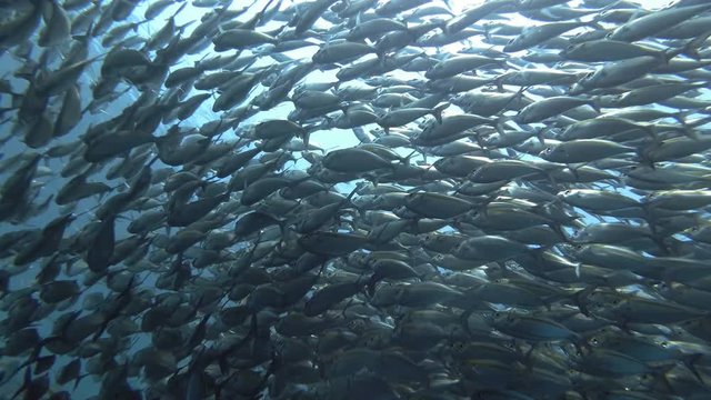 Massive school of Yellowstripe Scad - Selaroides leptolepis slowly swim in the blue water. Low-angle shot, Bali, Oceania, Indonesia