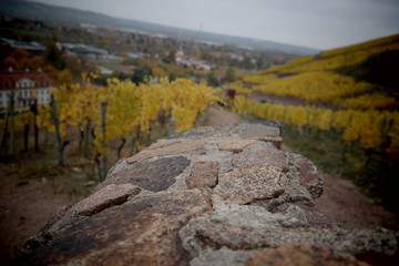vineyard on a cloudy day