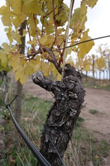 vineyard on a cloudy day