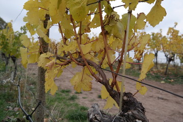 vineyard on a cloudy day