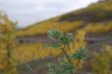 vineyard on a cloudy day