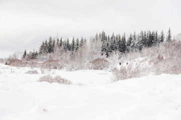 Thingvellir National Park or better known as Iceland pingvellir National Park during winter