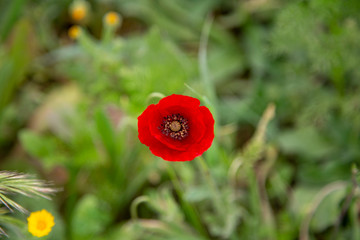 red poppy in a field