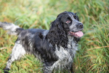 spaniel