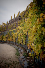 vineyard on a cloudy day