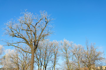 Low angle view of top of tree's twig and branch without leaves and covered with sunny with blue sunny sky background.