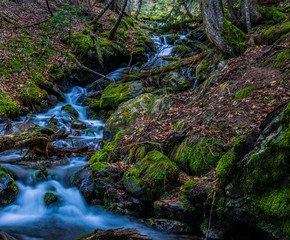 Fast water stream flows in autumn coniferous forest in Caucasus mountains in Russia