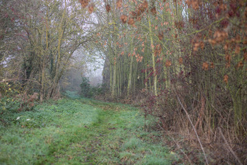 woodland