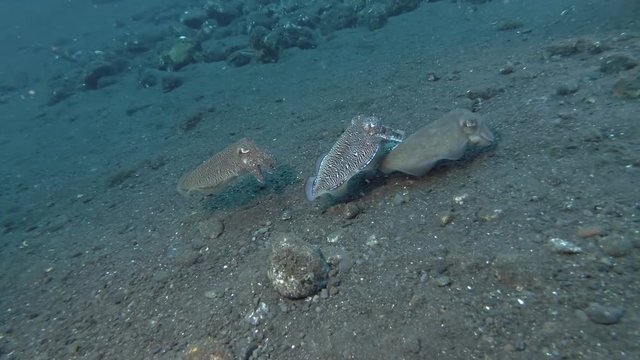 Mating season Cuttlefish, three  Cuttlefish swim over  black volcanic sand. Pharaoh Cuttlefish - Sepia pharaonis, Bali, Oceania, Indonesia