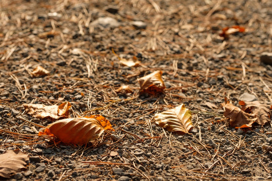 Buchenblatt im Herbst auf Waldboden