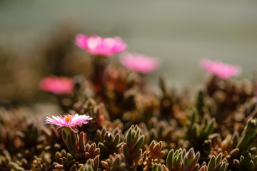 Obraz premium Delosperma Sukkulente Blüte rosa lila