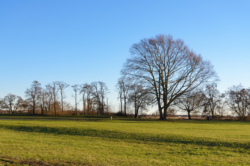 Fototapeta premium Horizontal background scenery line of trees without leaves and foreground of tranquil panoramic grass field during sunny clear sky day at Tempelhofer park in Berlin, Germany.