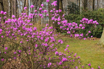 Naklejka premium lilac rhododendron flowers, early spring flowers, primroses in the garden