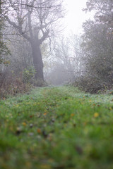 misty walk