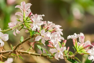 close up blooming bush with pink flowers inthe garden.